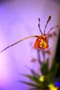 orchidees senat 011 * 4368 x 2912 * (5.31MB)